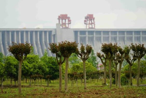 三峡集团长江特有珍稀植物保护品种突破1000种