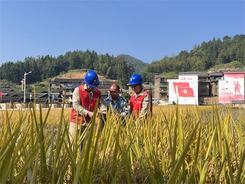 国网寿宁县供电公司：电力“红”助力秋收“黄”