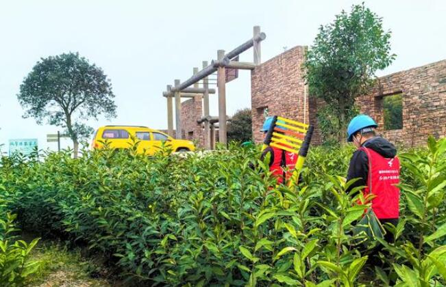 国网苍南县供电公司春茶吐绿生产忙 电力护航茶飘香