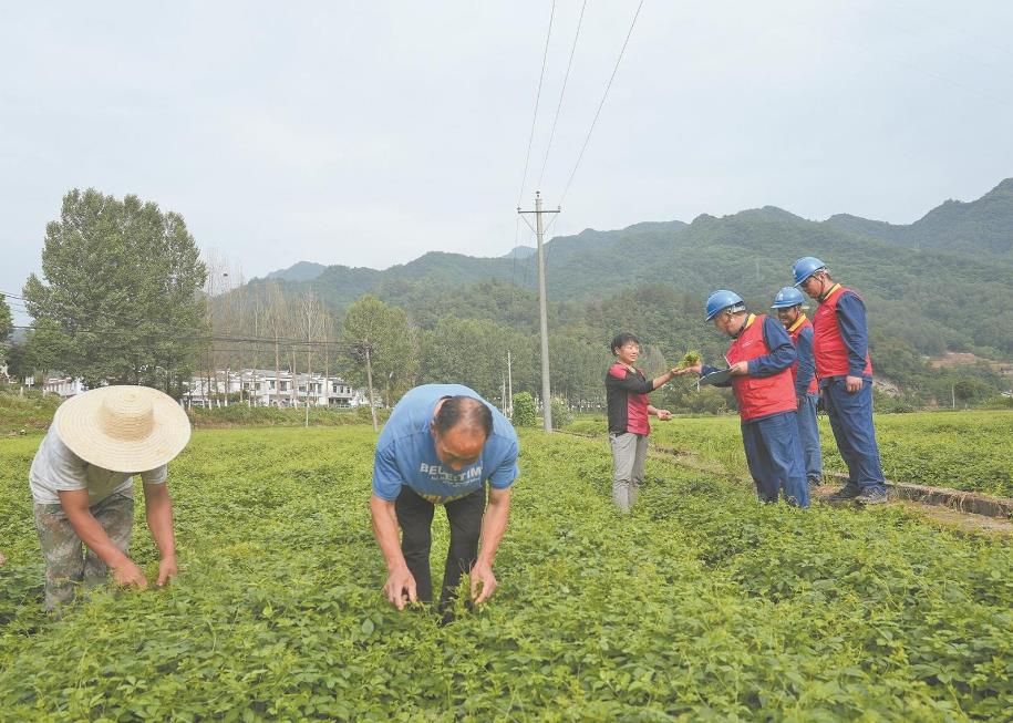 陕西省平利县加工电气化助绞股蓝产业壮大